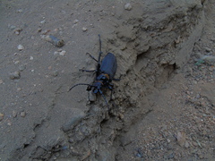 Acanthinodera cumingii