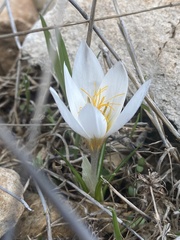 Crocus hyemalis