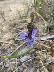 Thereianthus spicatus