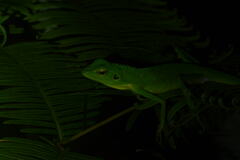 Bronchocela cristatella