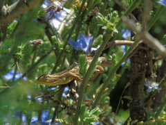 Liolaemus chiliensis
