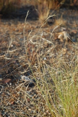 Aristida ternipes gentilis