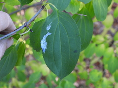 Stigmella rhamnicola