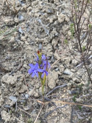 Thereianthus spicatus