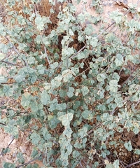 Malva subovata
