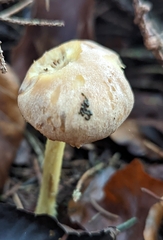Collybiopsis peronata