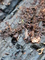 Entomobryidae