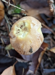 Collybiopsis peronata
