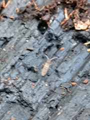Entomobryidae