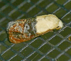 Eugnosta erigeronana