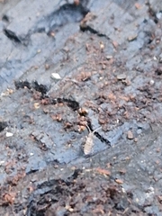 Entomobryidae