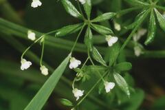 Galium mexicanum