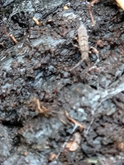 Entomobryidae