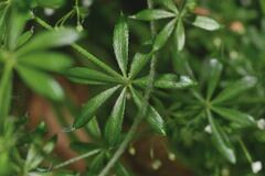 Galium mexicanum