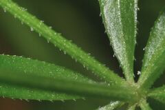Galium mexicanum