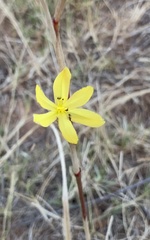 Moraea lewisiae