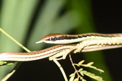 Dendrelaphis pictus