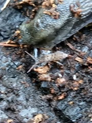 Entomobryidae