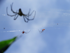 Argyrodes flavescens
