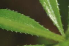 Galium mexicanum