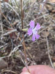 Dianthus strictus