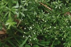 Galium mexicanum
