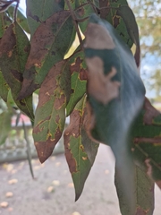 Phyllonorycter messaniella
