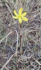 Moraea lewisiae