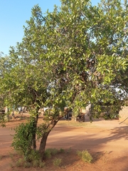 Combretum apiculatum