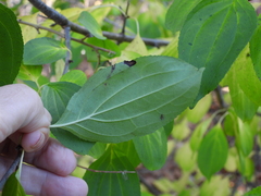 Stigmella rhamnicola
