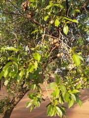 Combretum apiculatum