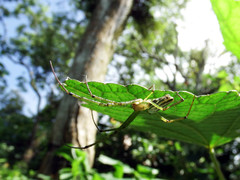 Leucauge celebesiana