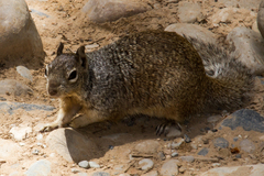 Otospermophilus variegatus utah