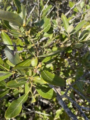 Salix hookeriana