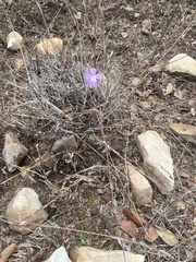 Dianthus strictus
