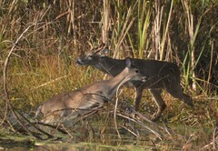 Odocoileus virginianus texanus