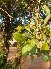 Combretum apiculatum