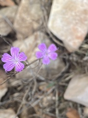 Dianthus strictus