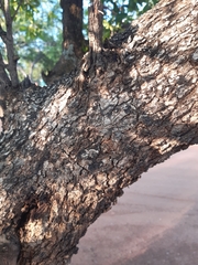 Combretum apiculatum