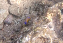 Chrysiptera unimaculata