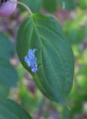 Stigmella rhamnicola