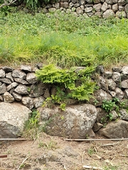 Davallia canariensis