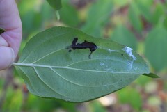 Stigmella rhamnicola