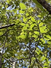 Gleditsia aquatica