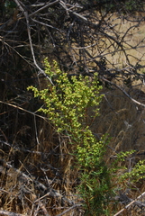 Artemisia dracunculus