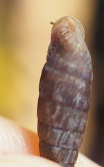 Clausiliidae