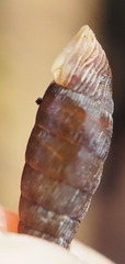 Clausiliidae