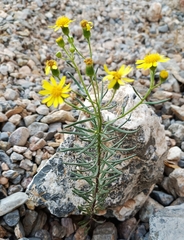 Senecio nevadensis malacitanus