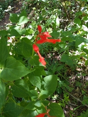 Salvia splendens