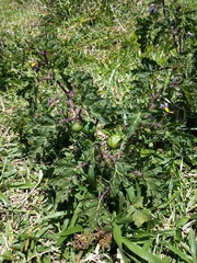 Solanum palinacanthum